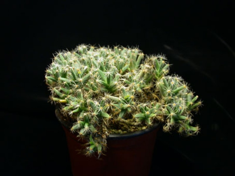 trichodiadema densum w