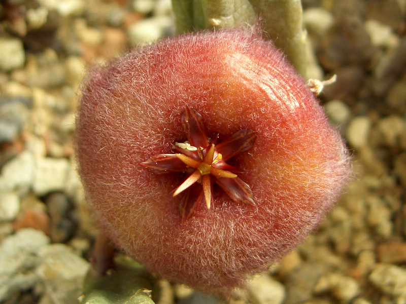 stapelia obducata cockscoms peak 0088