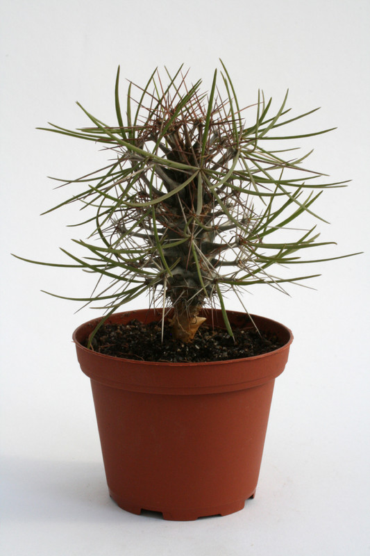 didiera madagascariensis 6832