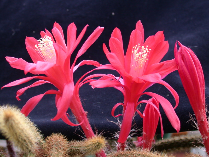 aporocactus heideroeschen 984646