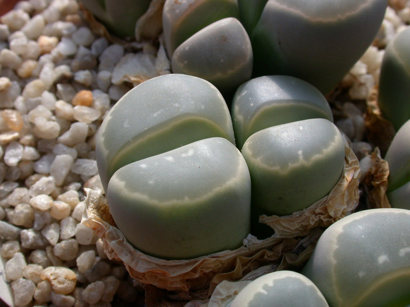 lithops olivacea c109 01