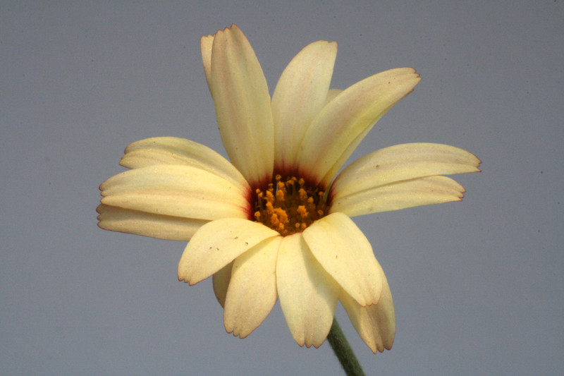 tanacetum sunshine peach 7846