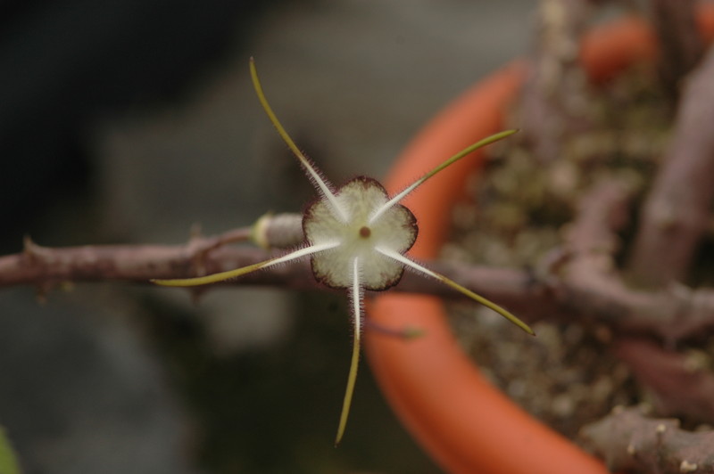 ceropegia stapeliaeformis 8769