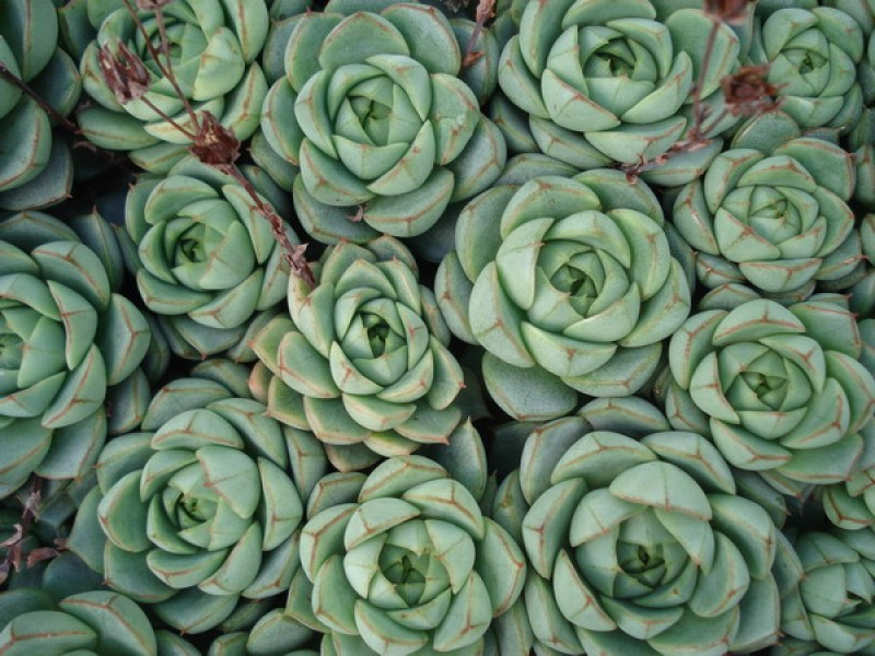 echeveria turgida 44