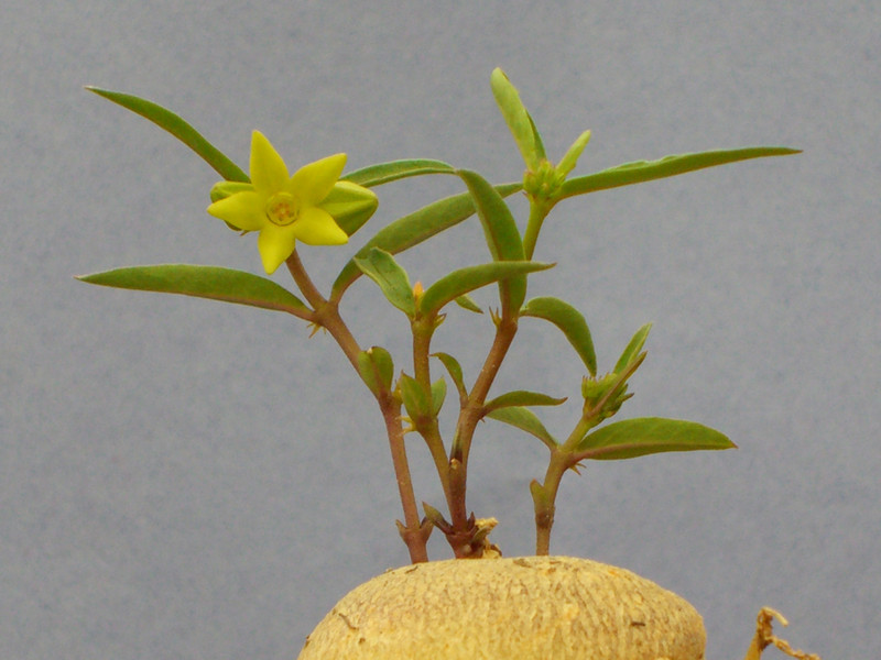 brachystelma caffrum 0816