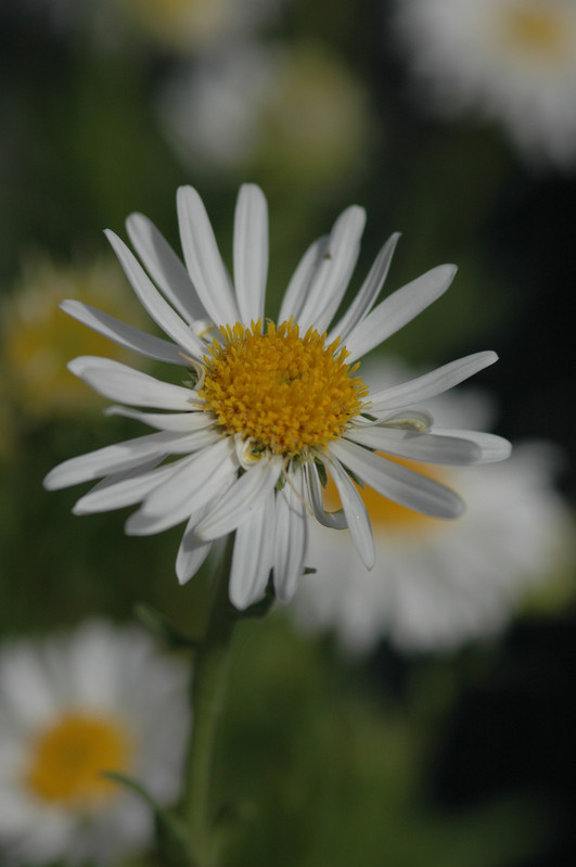 aster alpinus albus 02