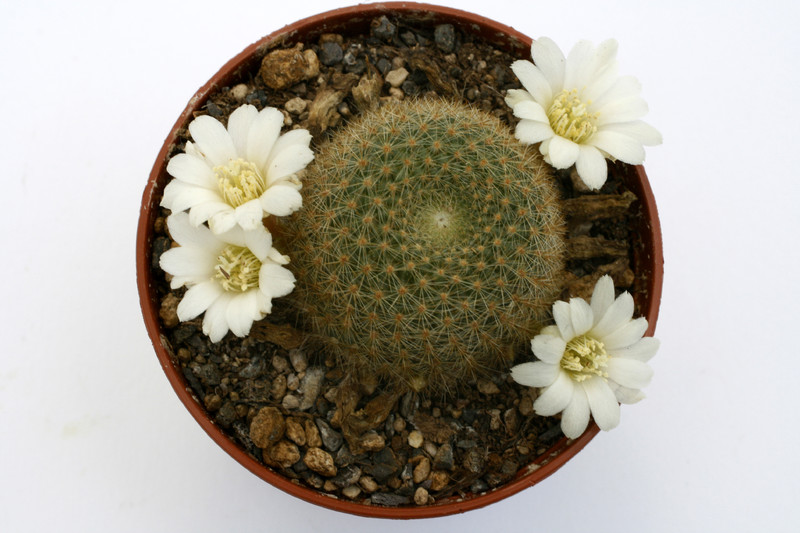 rebutia azurduyensis wk1130 9721