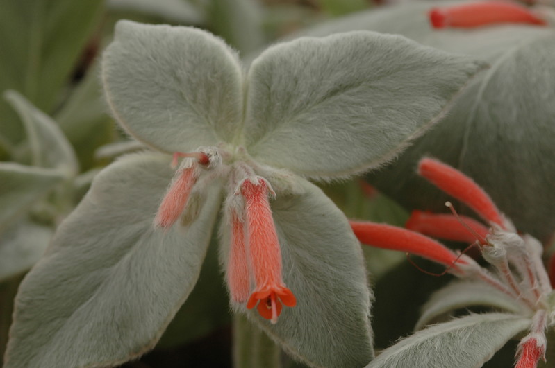 rechsteineria leucotricha 1096