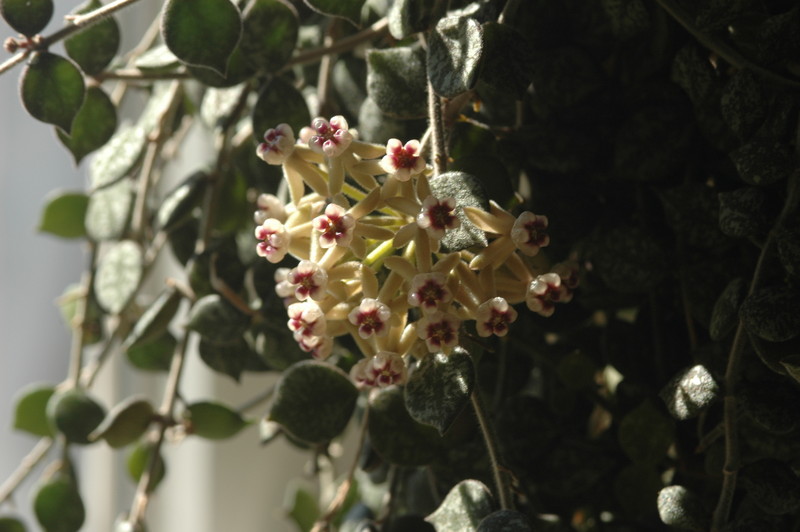 hoya curtisii 09