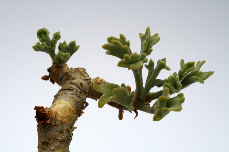 cyphostemma betiforme 8555