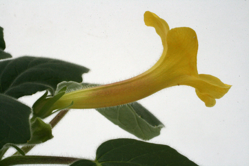 uncarina roeoesliana 2245