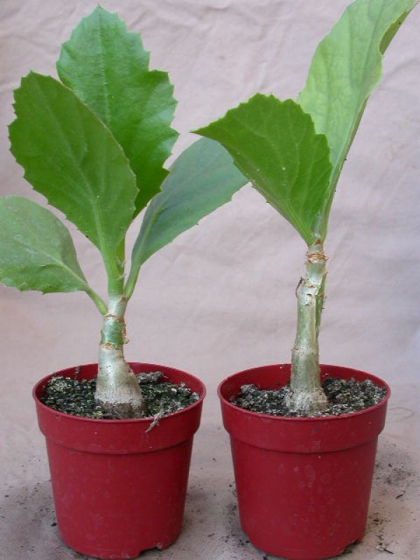 cyphostemma juttae 2