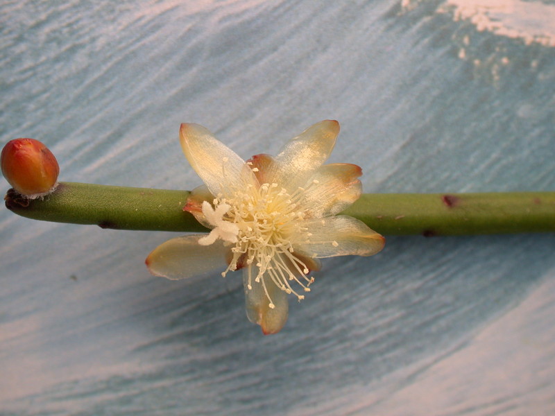 rhipsalis dissimilis gelblich 2071