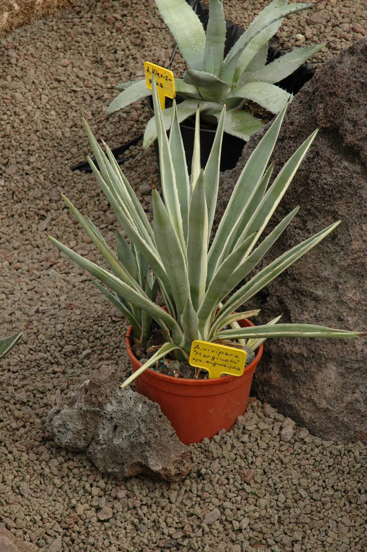 agave angustifolia marginata