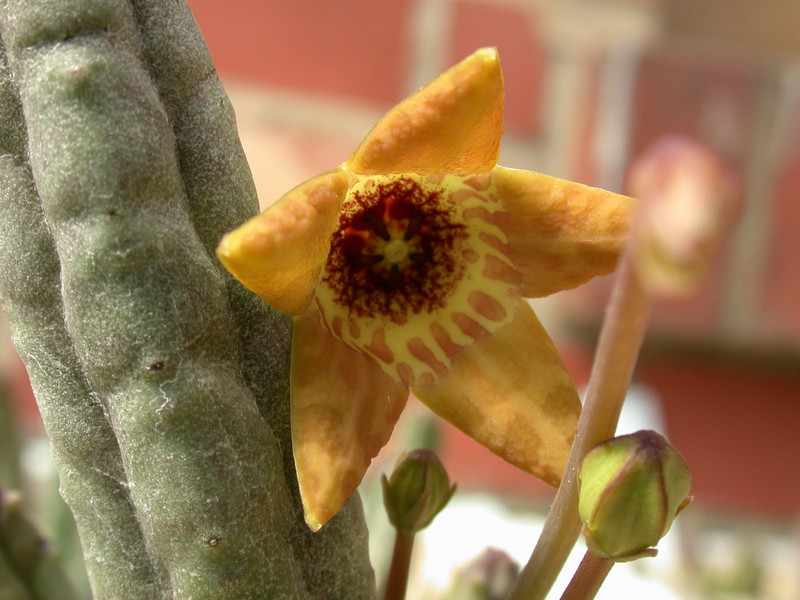 tromotriche umdausensis karoo 05