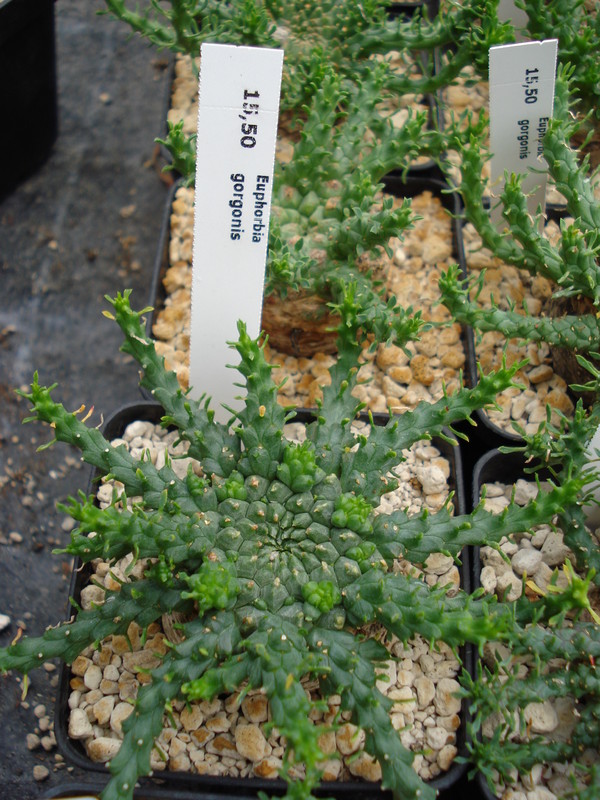 euphorbia gorgonis 1123