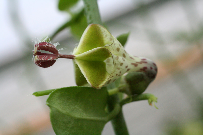 ceropegia distiucta haygarthii 9314