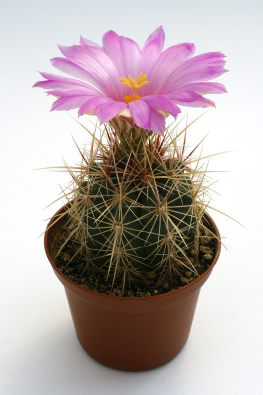 thelocactus bicolor pm21 57 9846