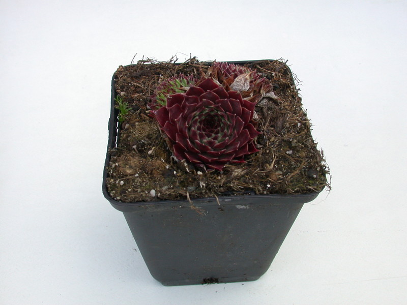 sempervivum calcareum greenii 5770