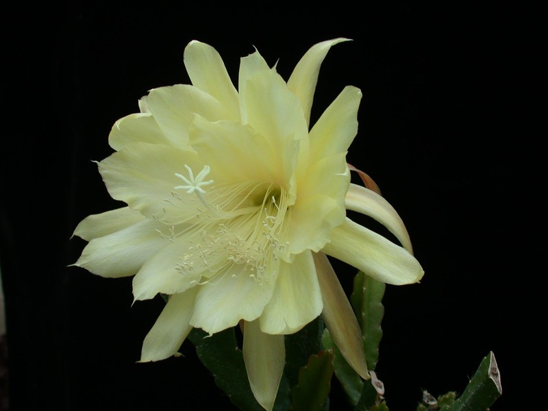 eh yellow gem 9910 2