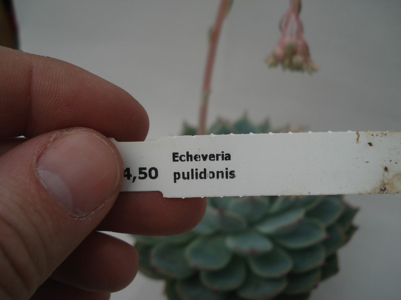 echeveria pulidonis 8338