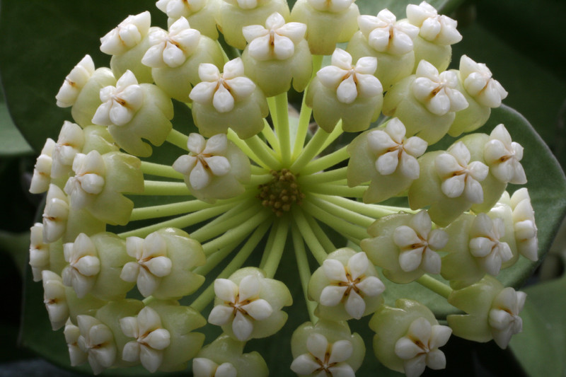hoya pachyclada 6505