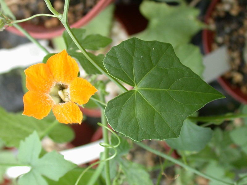 momordica boivinii 01