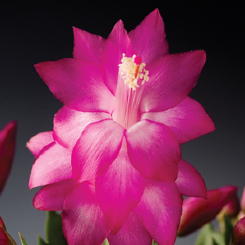 schlumbergera carneval brazil 30