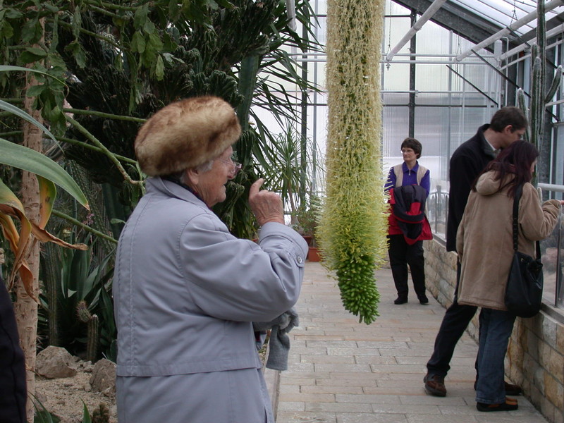 agave attenuata 9050