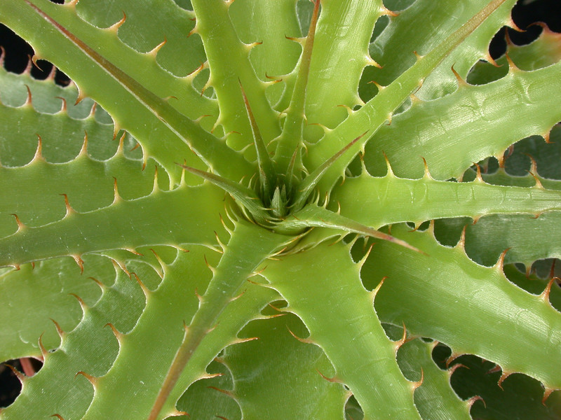 encholirion sp AH262 02