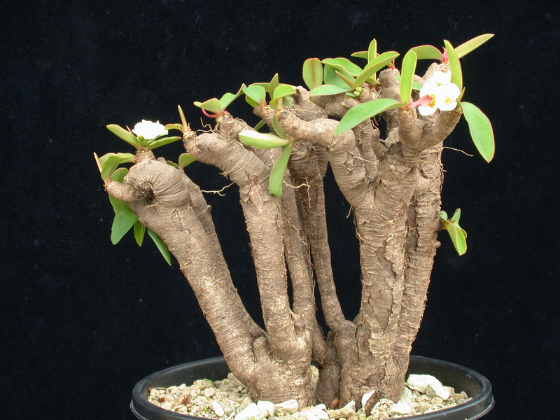 euphorbia itremensis 04