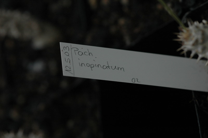 pachypodium inopiatum 185