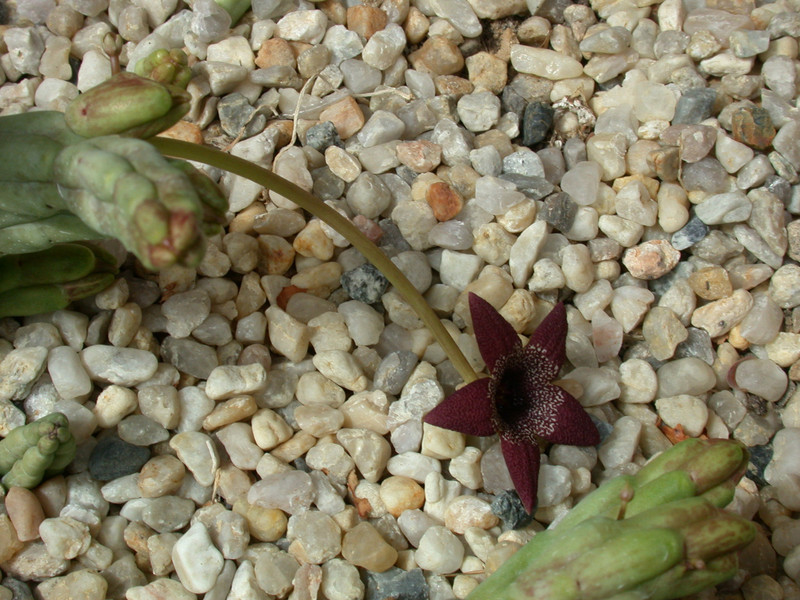 tromotriche aperta 01