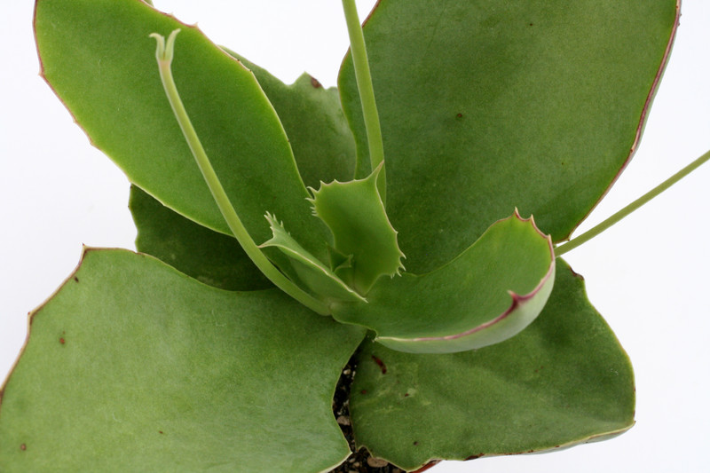 kalanchoe synsepala klein 1198