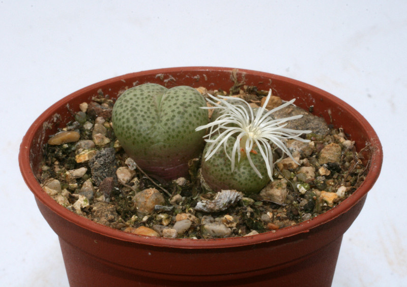 conophytum truncatum toorwater poort 3509
