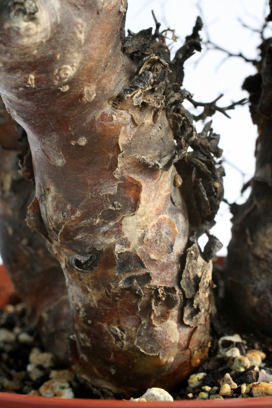 tylecodon reticulatus 0750