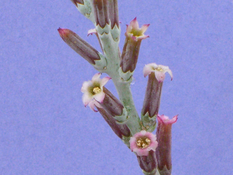 adromischus maculatus 2179