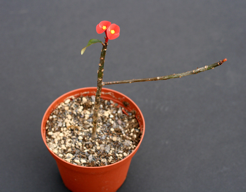 euphorbia geroldii 1817