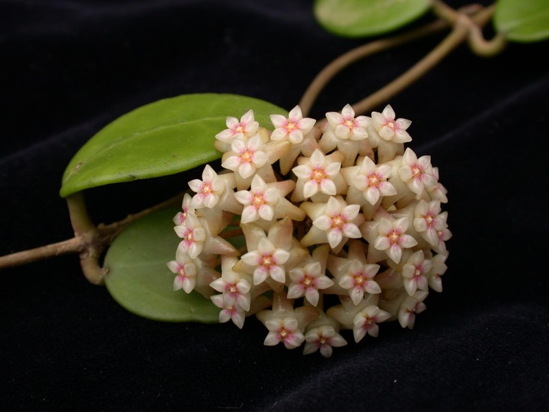 hoya acuta nova01