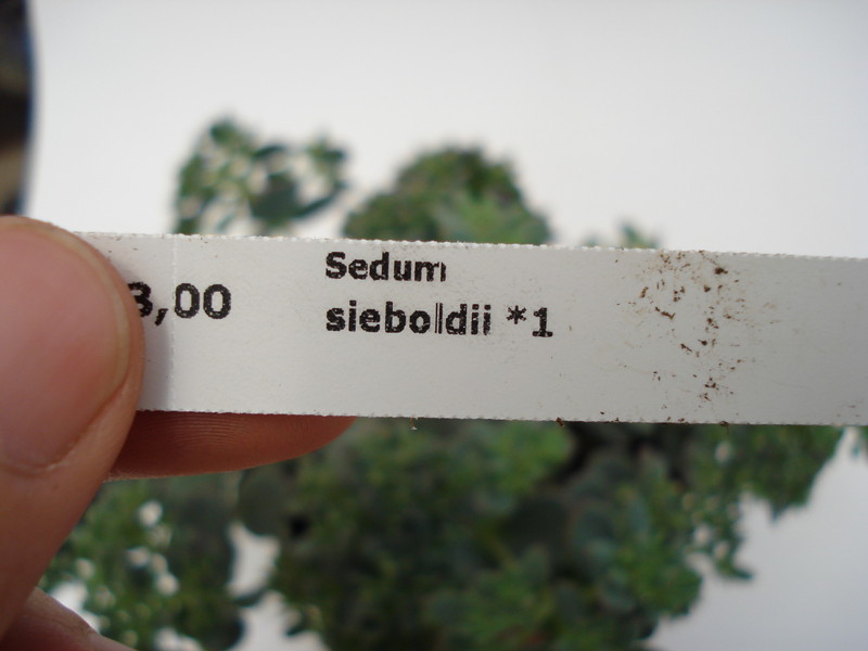 sedum sieboldii 686