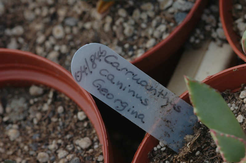 carruanthus caninus georgina 03