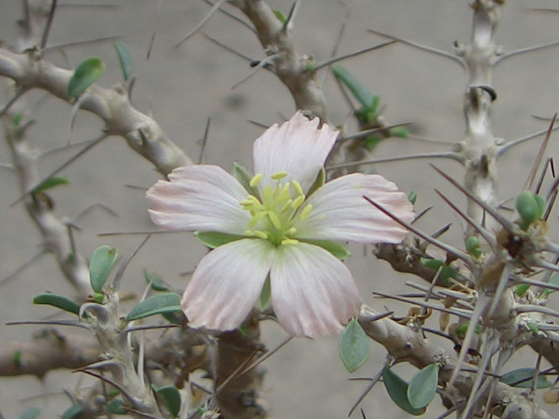 sarcocaulum salmoniflorum 0506
