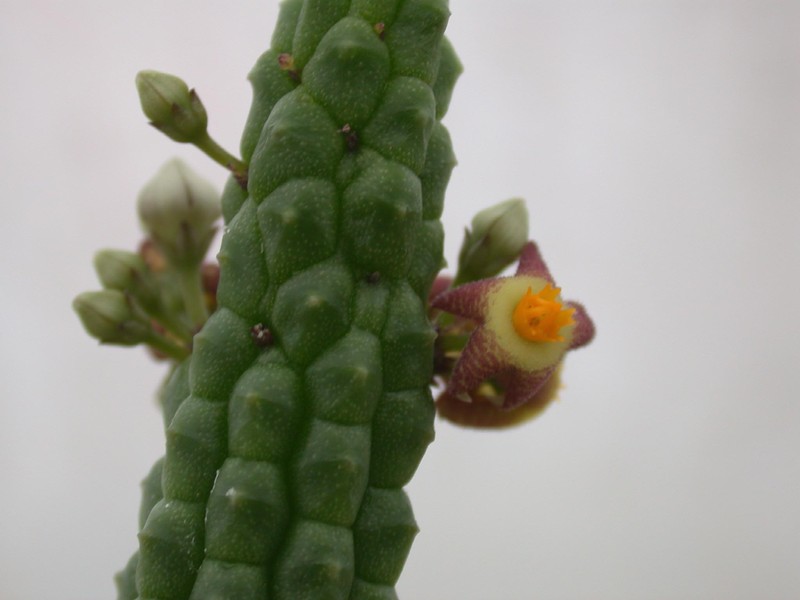 notechidnopsis tessalata1