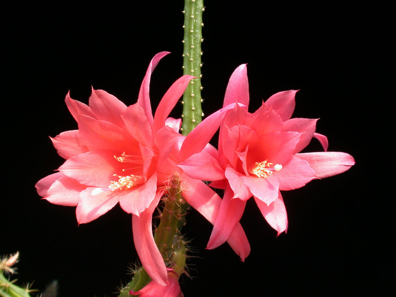 aporocactus cordelia02