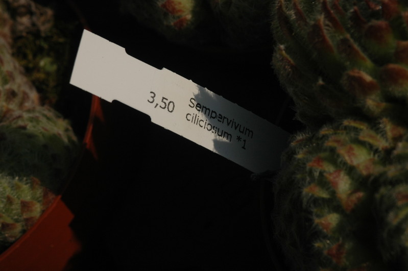 sempervivum ciliciosum 1380