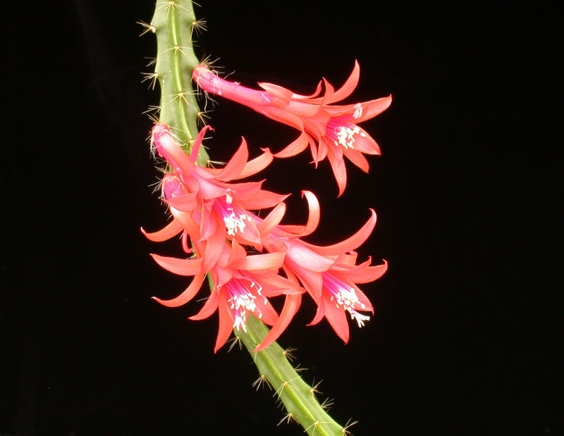 aporocactus flames5