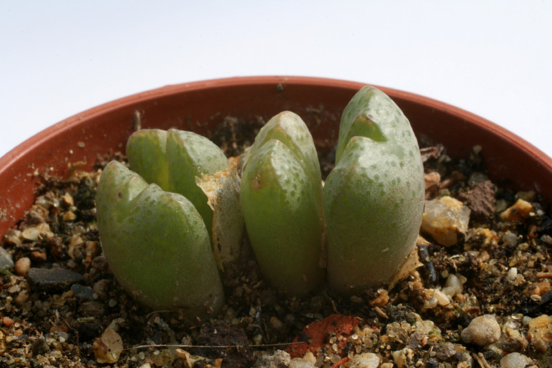 conophytum x marnierianum 2904