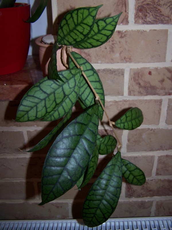 Hoya meretithii