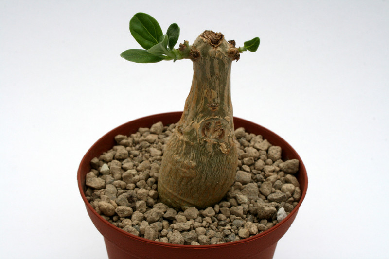 pterodiscus ngamicus 6959