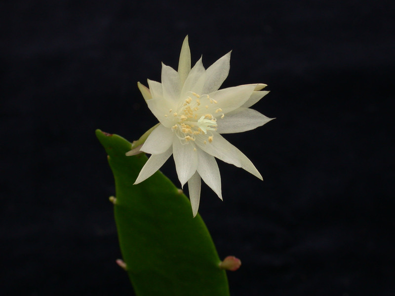 epiphyllum pumilum brxr212 02